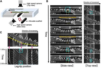 Adaptive Centipede Walking via Synergetic Coupling Between Decentralized Control and Flexible Body Dynamics